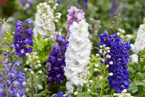 Gardening All Year Round: What to Plant in Winter | Aumann's