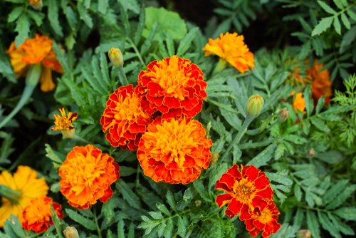 Gardening All Year Round: What to Plant in Winter | Aumann's