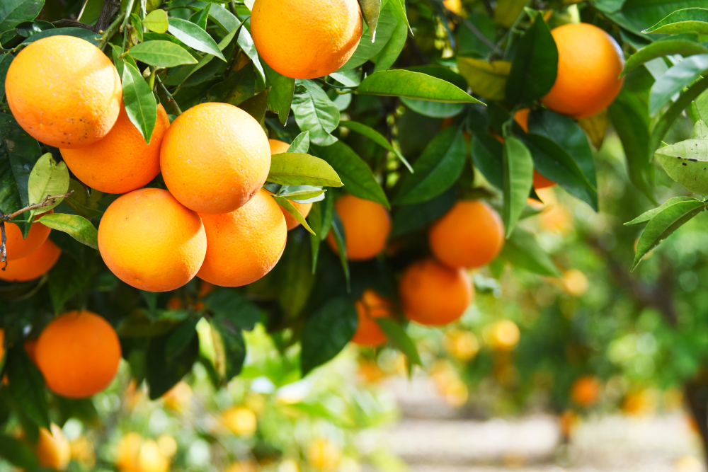 https://www.aumanns.com.au/wp-content/uploads/2023/08/Citrus-Care-Guide-Aumanns.jpg