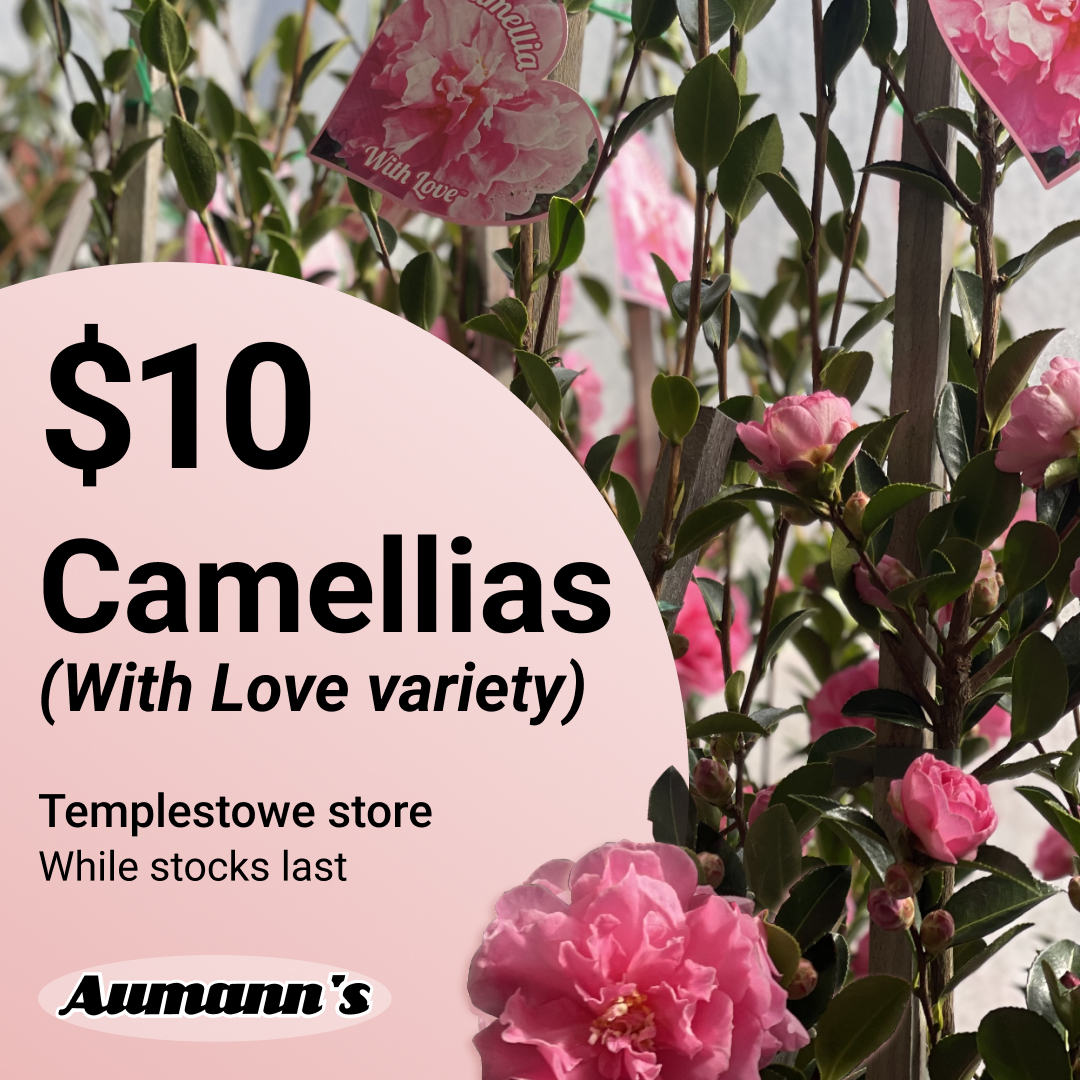 Camellias - Aumanns Nursery & Garden Supplies