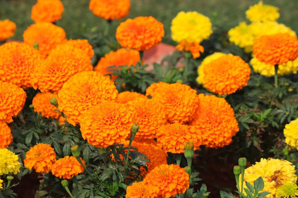 Marigolds